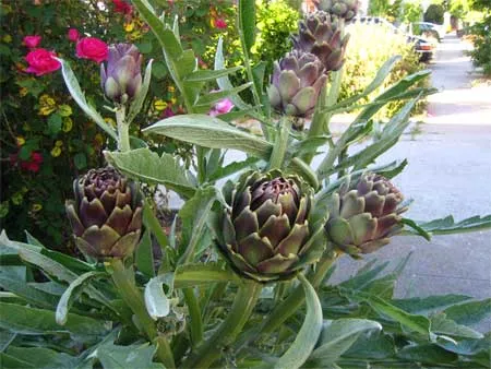 خرید عرق گیاهی کنگر فرنگی کردستان + قیمت فروش استثنایی